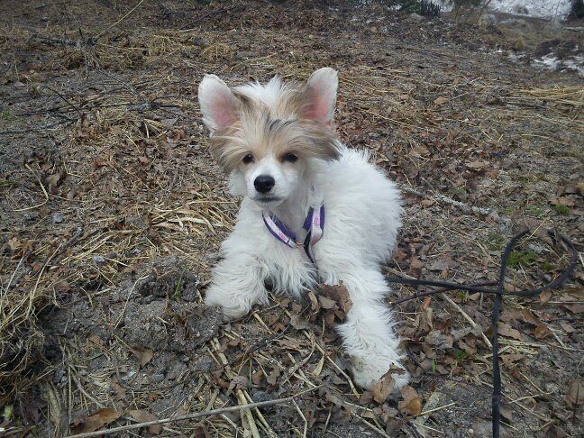 Golden Dream Stars Eye Candy