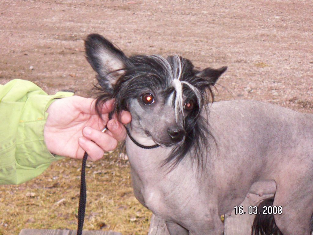 Belshaw's Angel Innocent