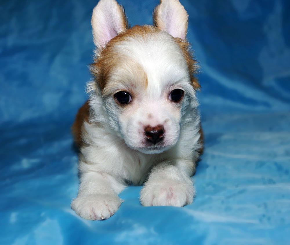 Futureline Felicie Z