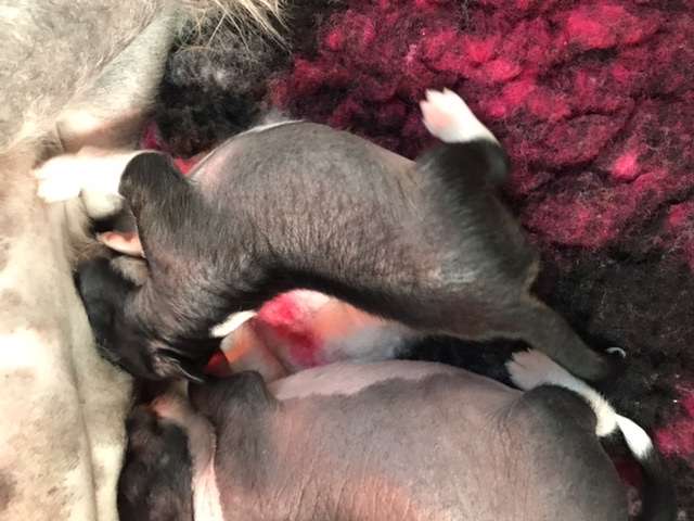 Hottie Tots Hugs N kisses