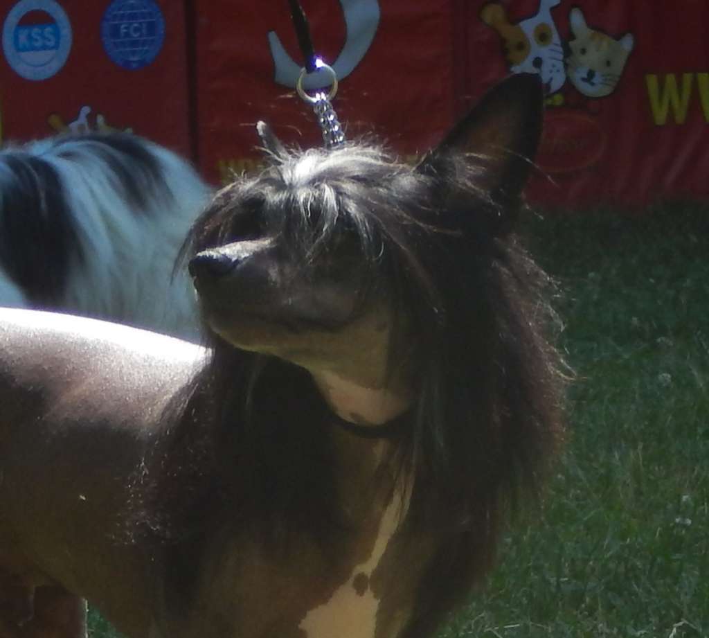 Chico Del Sol Mali Zmaj