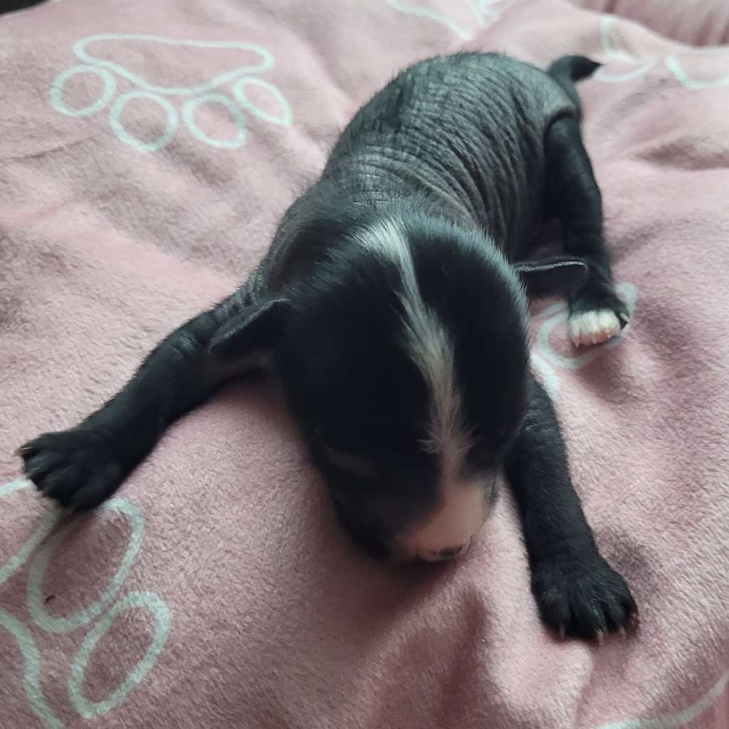 Unicorn Magic Dália