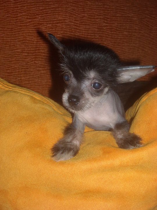 Neyi del Templo de los Dioses