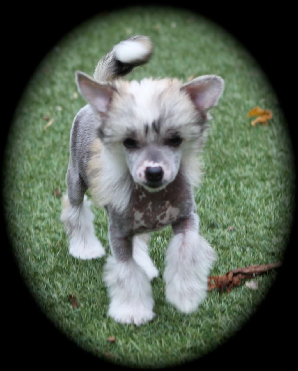 Nika From China with love