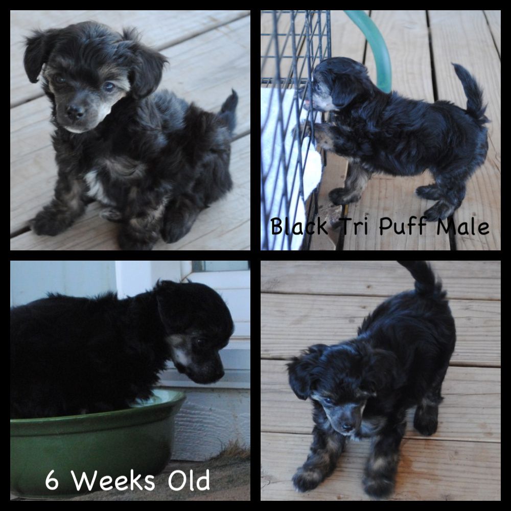 Carrera's One N Only