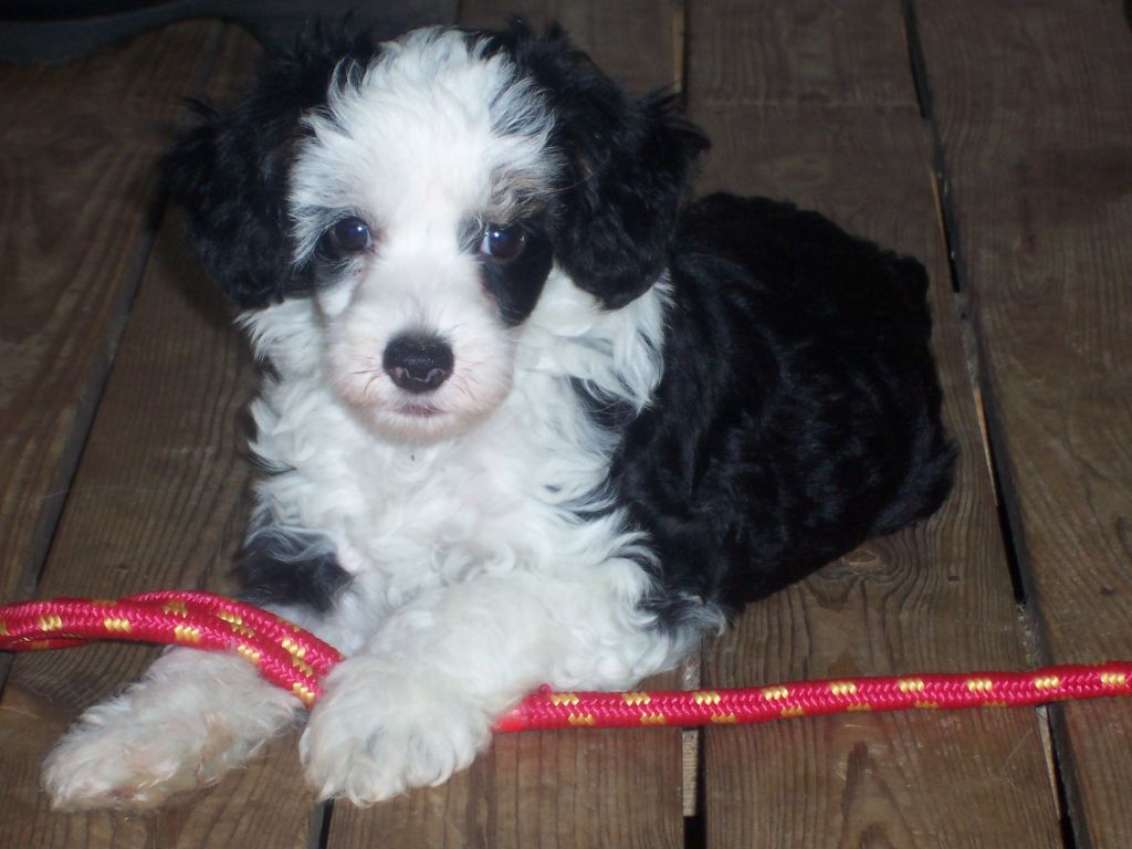 Sea Fire's Luck At A Diva