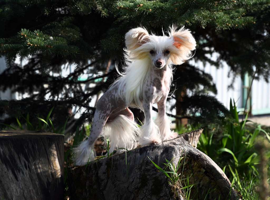 Baikal Dream Pride of Russia