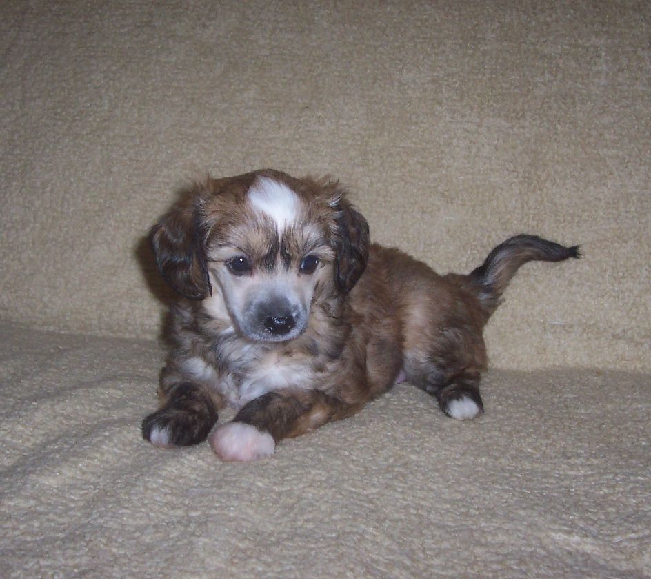 Naama Gavany's Bohemia