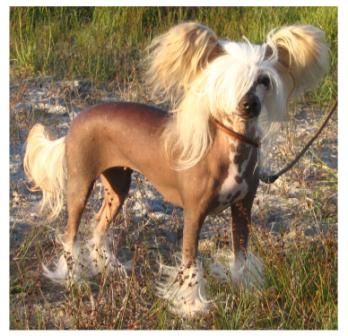 Hebblas Ace Of Empress