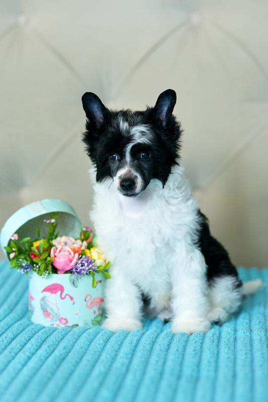 Incanto Del Mondo Julienne