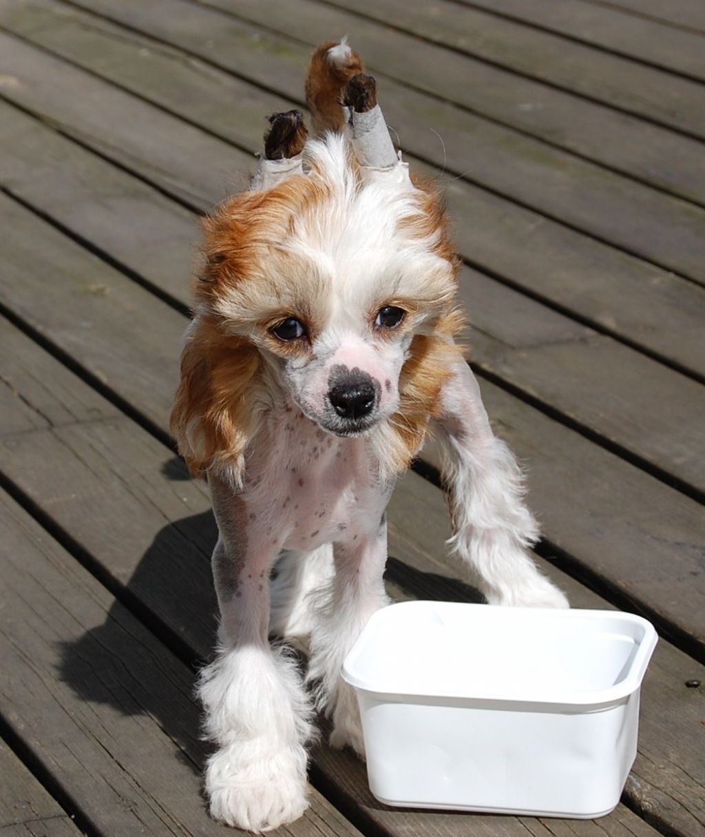 I'skytrouble's Angel In My Heart