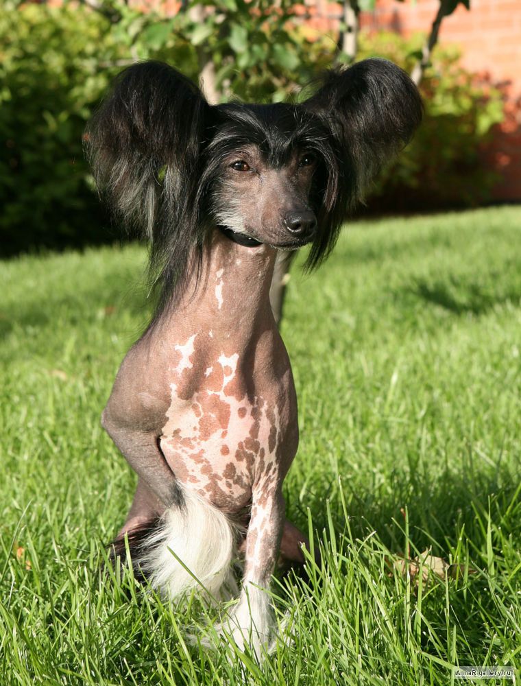 Dogland Happy Heather Graham