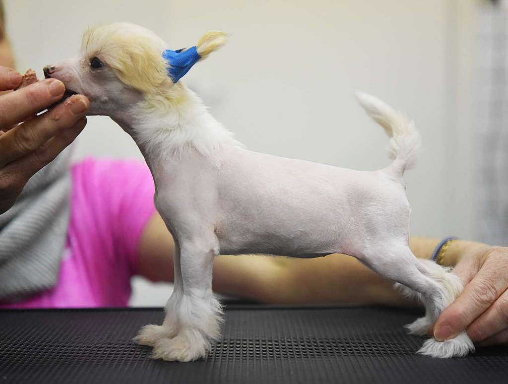 Jean Dark English Rose