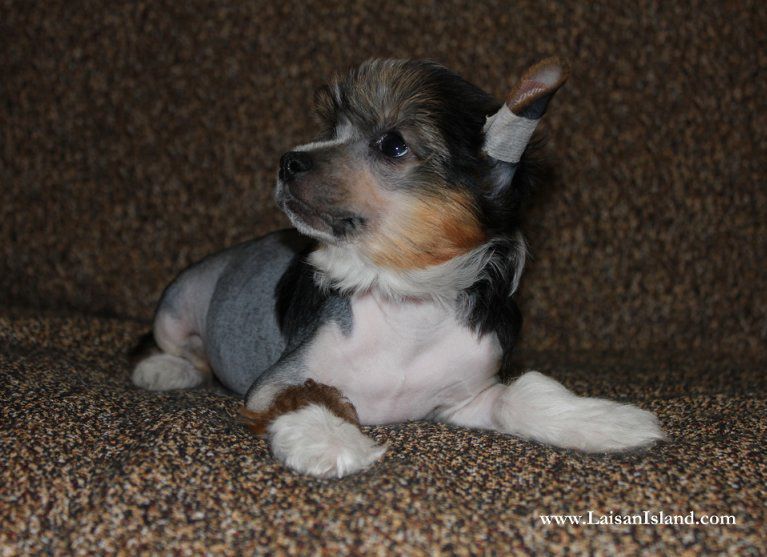 Laisan Island Karmen