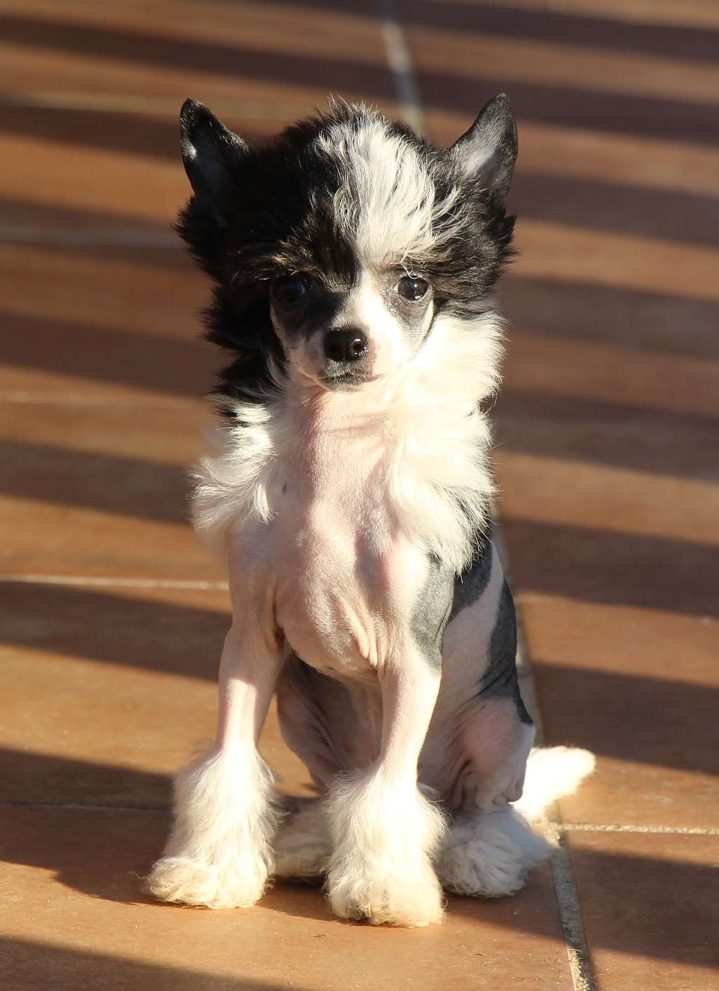 Arya marsmallow de Almamasan