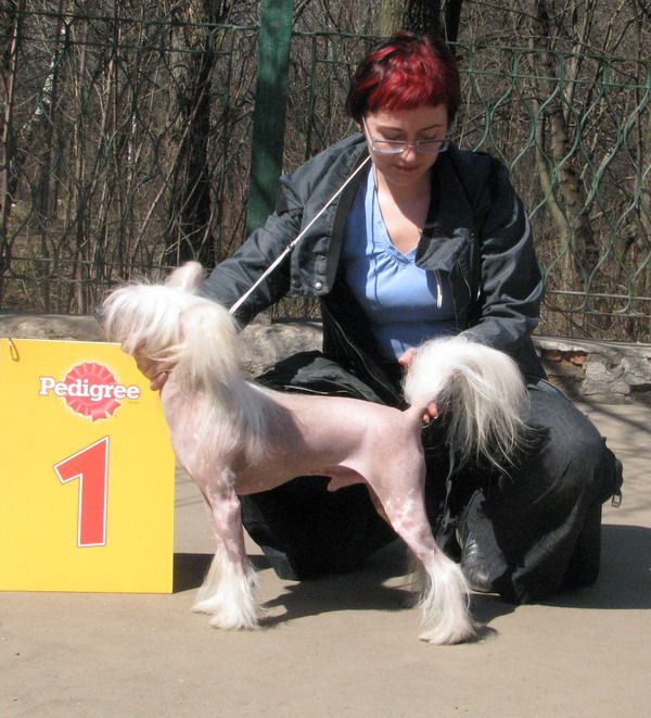 Vivat Sanraiz Mustang