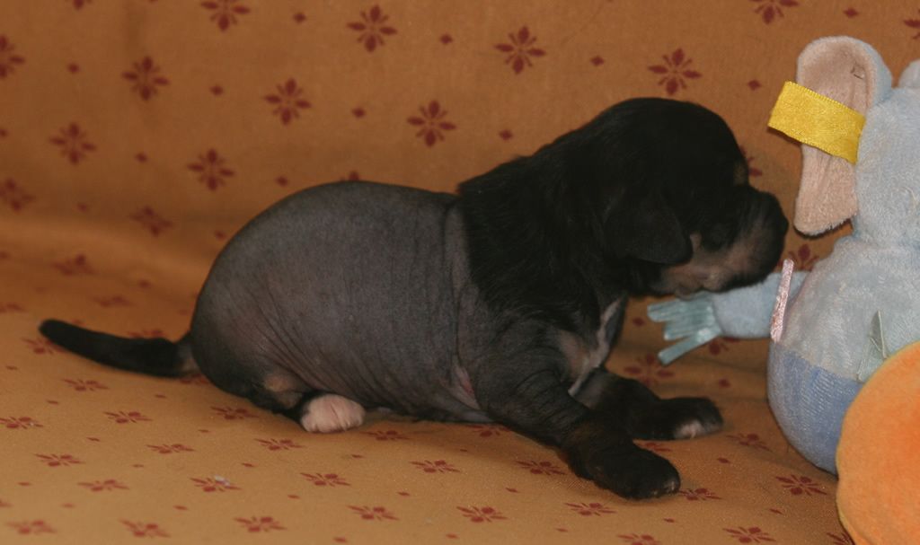 Warrior of show de Almamasan