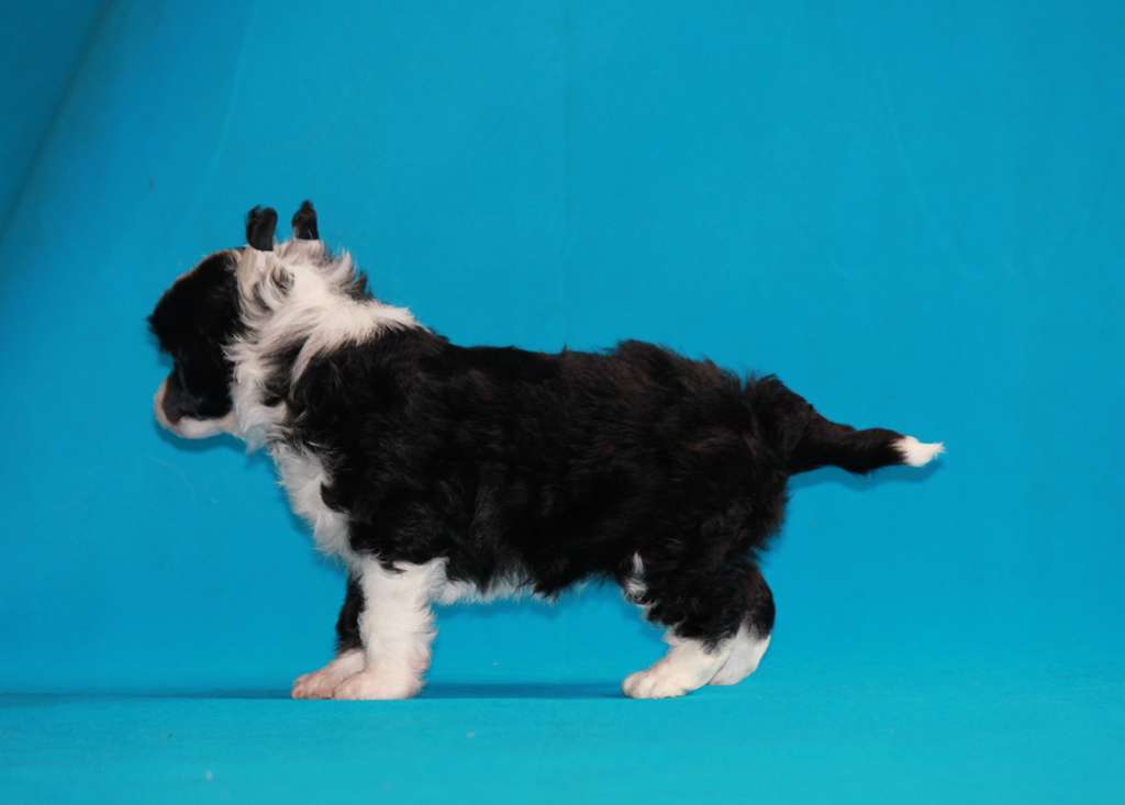 Favoritka  dlya   LIRIS