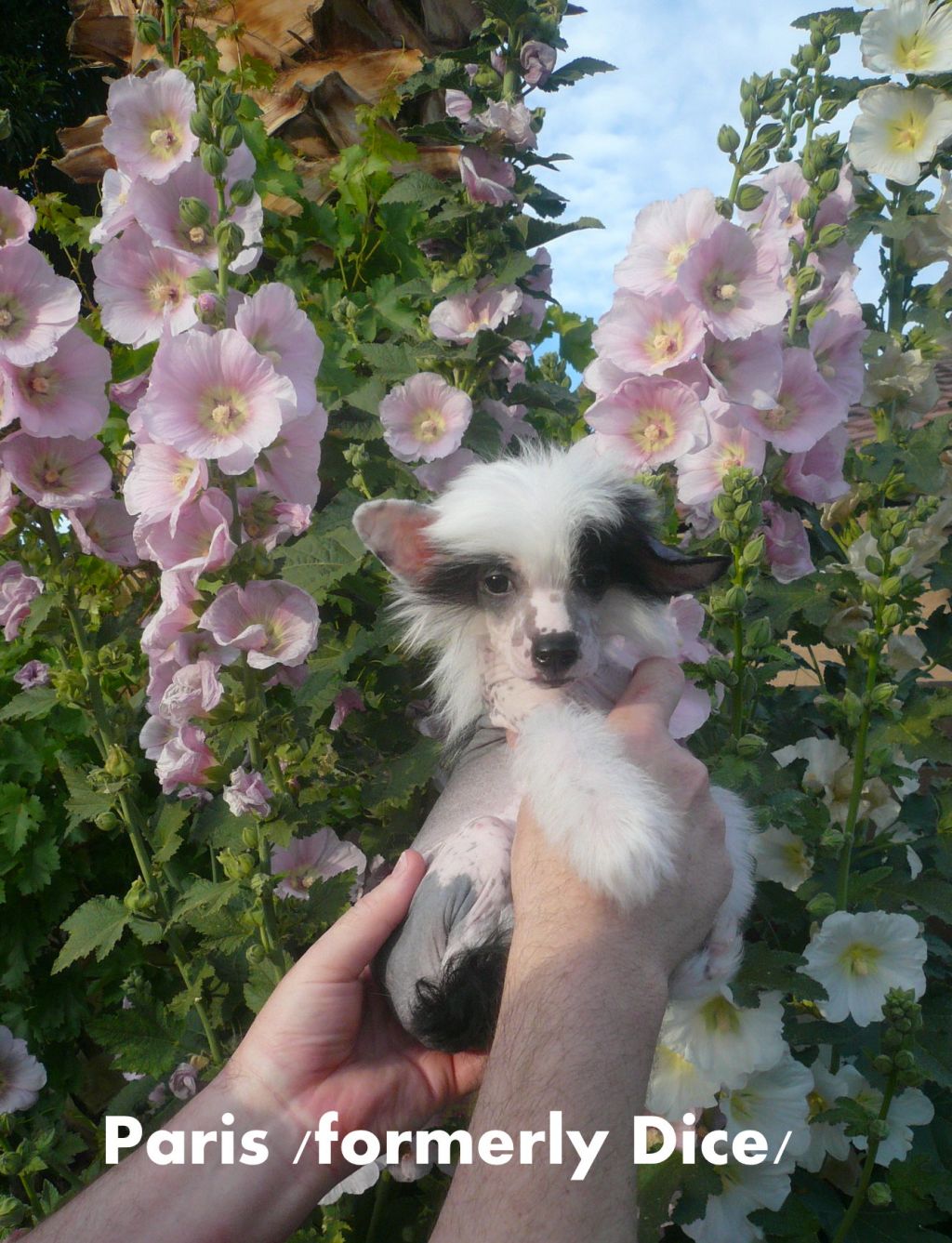 Nina's K He's Bigger Than The Eiffel Tower V KMA