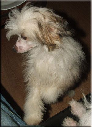 joshi's sweet melodies at ittybitty