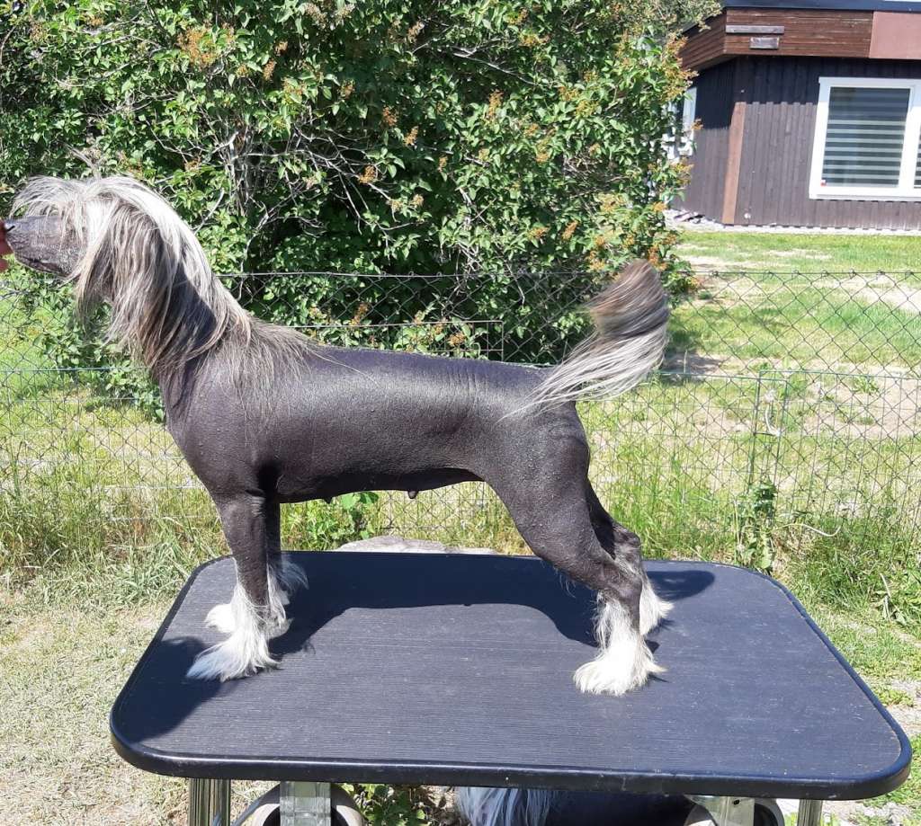 Beachcrest Greta Garbo