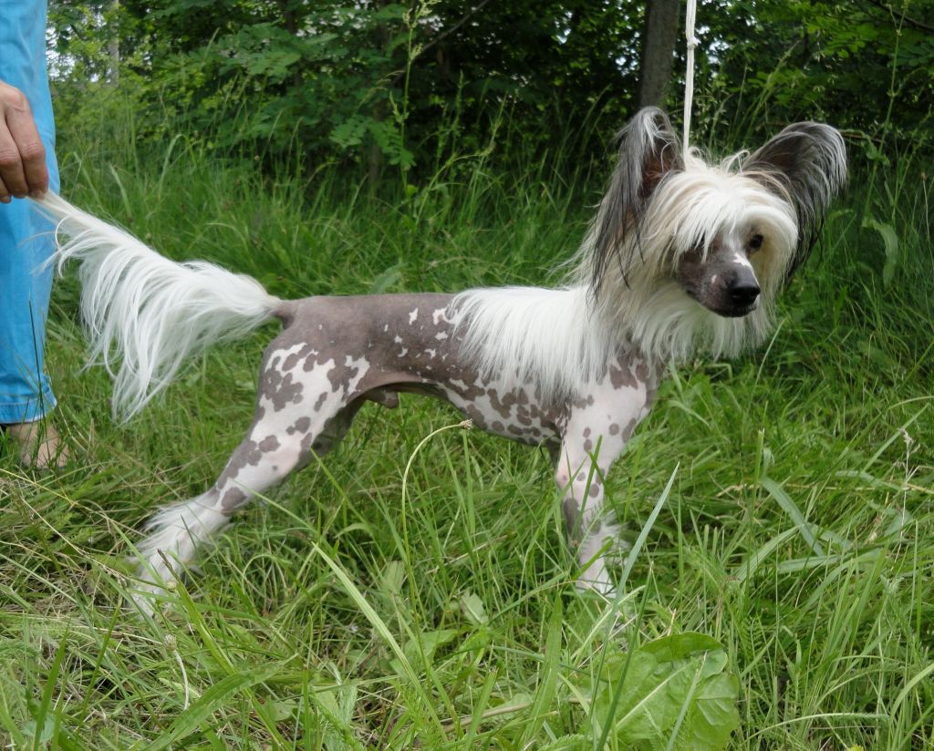 Paul La Jak Bonus Westtai