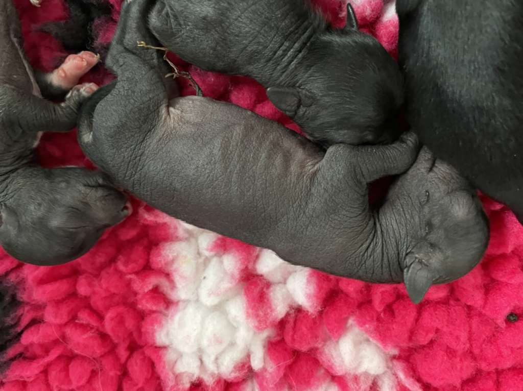 Hottie Tots Jet set Jewls