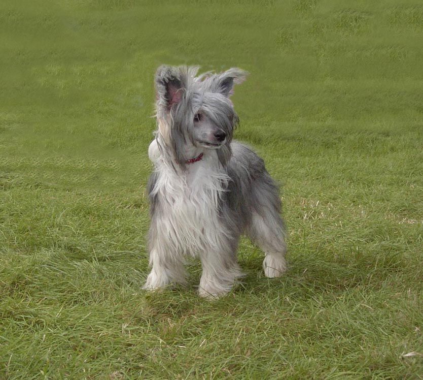 Sophijace New Years Delight