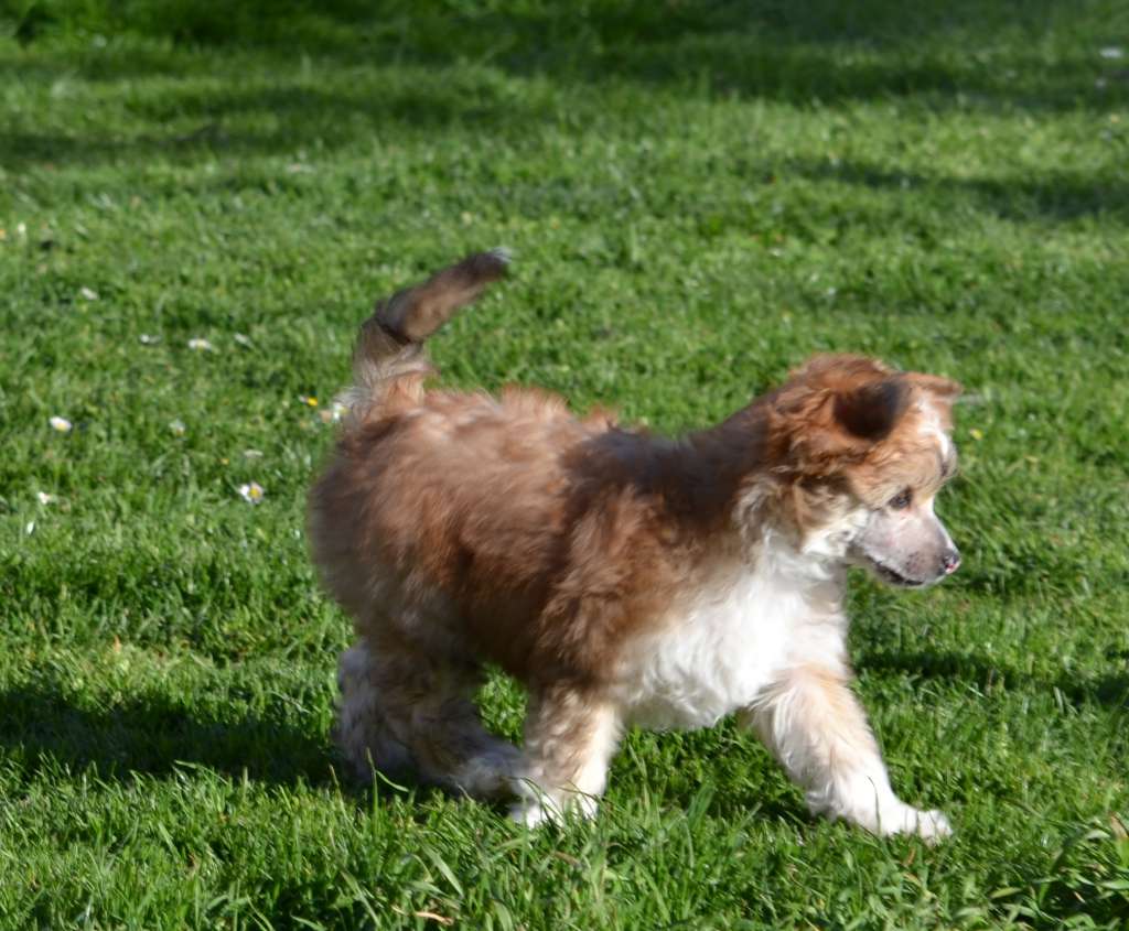 Lovann De L'Orée des Rêves