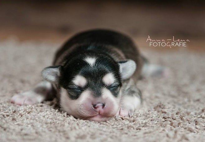 Little Rehma's Cooper