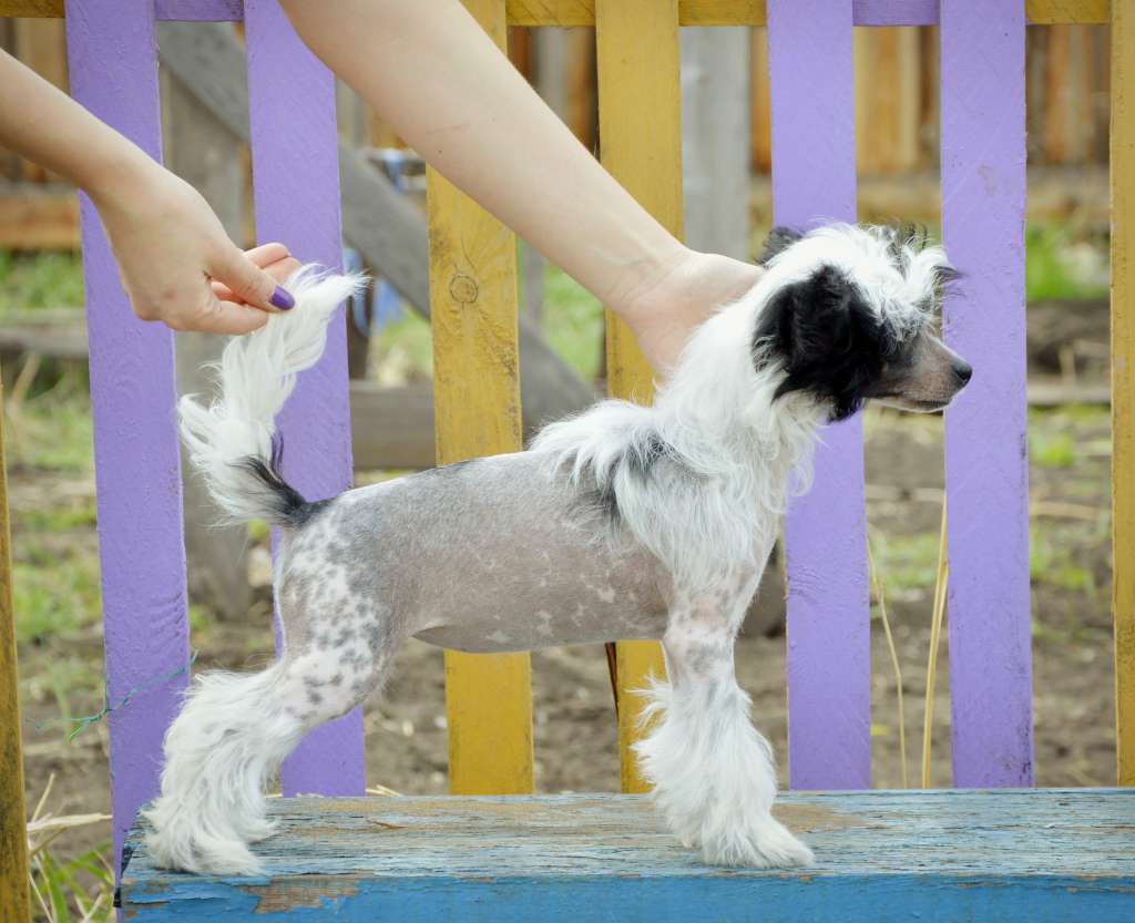 Baikal Dream  Zaira Zest For Ring