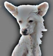 Kunoki's DixieLand Delight