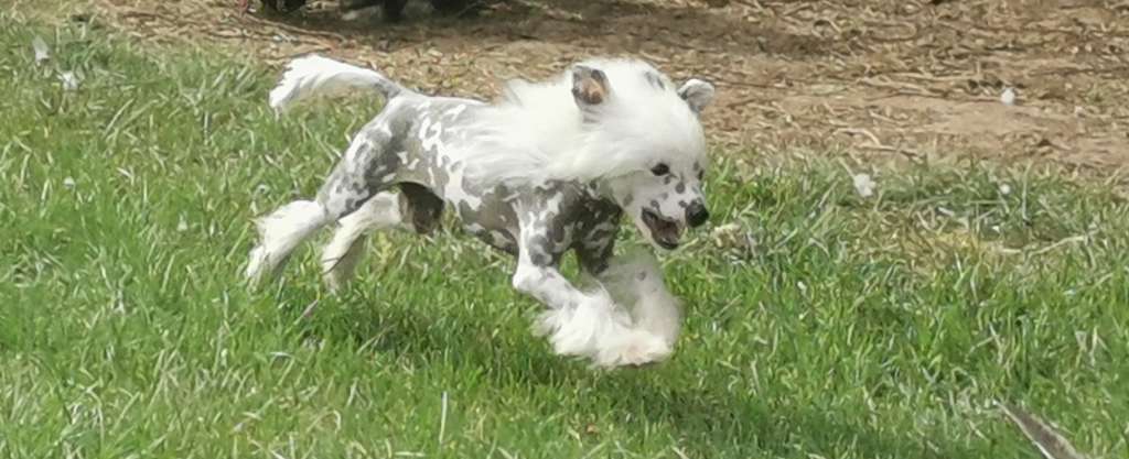 Little Dog Of Dream Pink