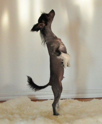 Wilmarosens Jack Daniels