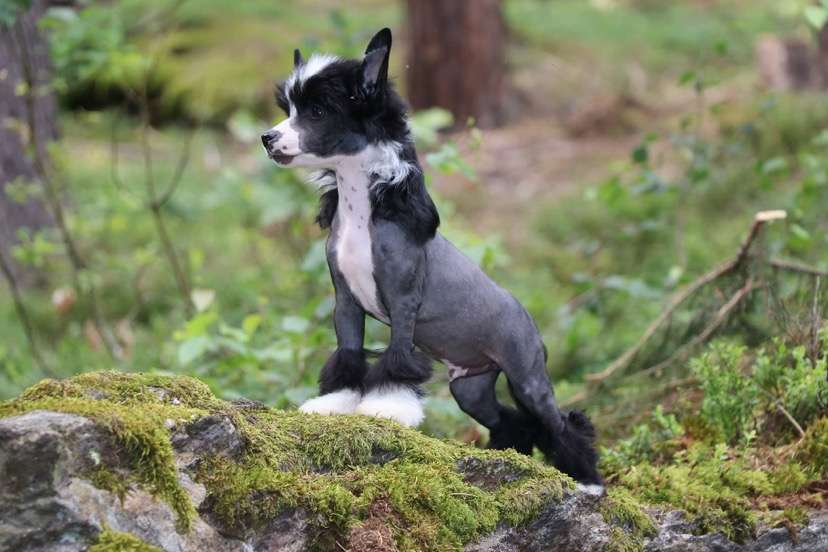 Flashlight Princes de la Roses