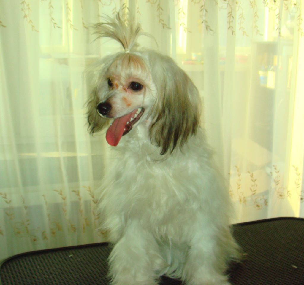 Bona Dea Bonus Westtai