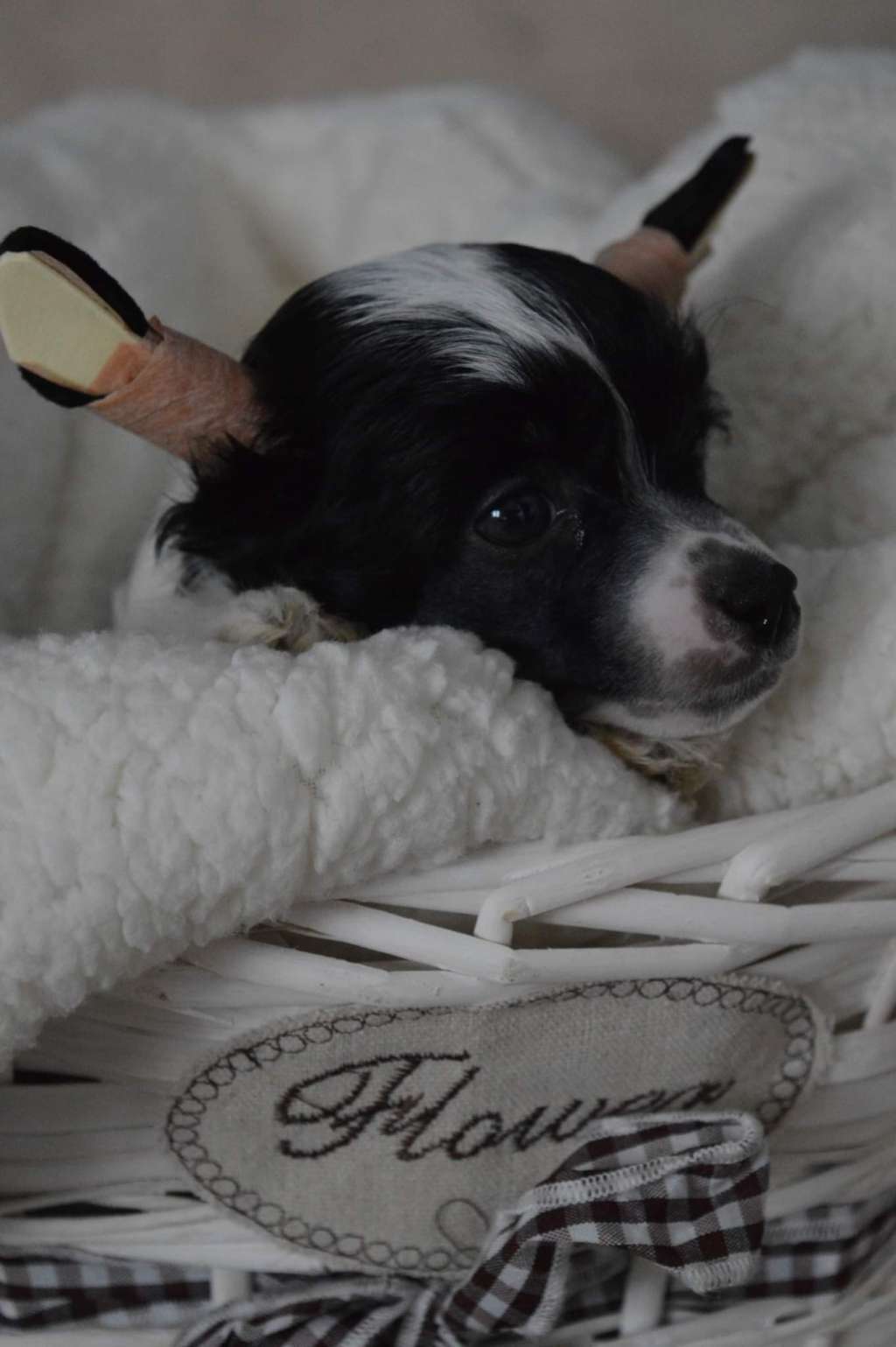 Magnus Staff Luxor Treasure