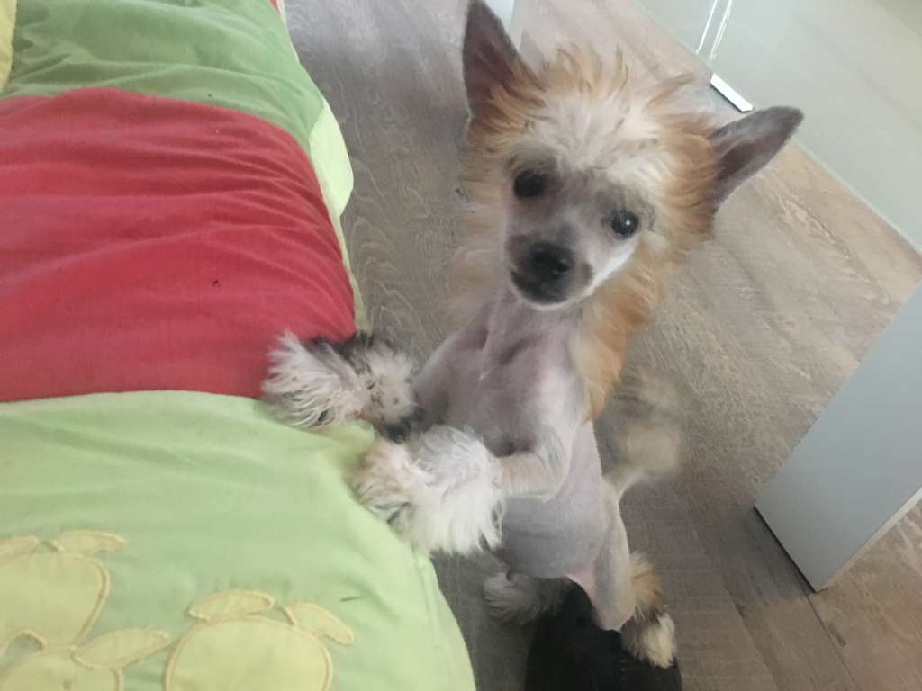 Yours Forever Princes de la Roses