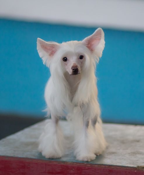 Orero Lovely Blanka Nevada