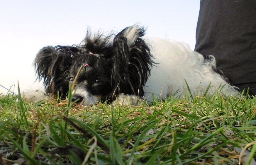 Legion of Dream Hanter