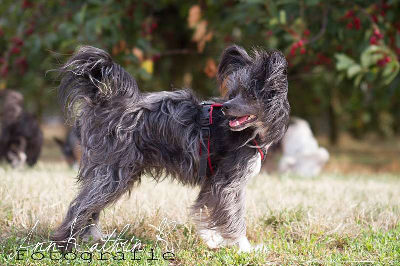 Royal Romance von Shinbashi