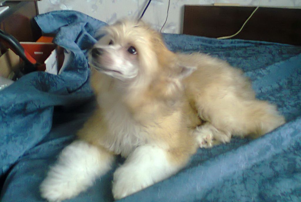 Shade Festa Di Witta Iz Strani Cvetov