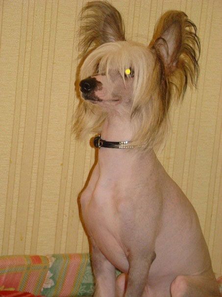 Elf Elen's Hali Gali 