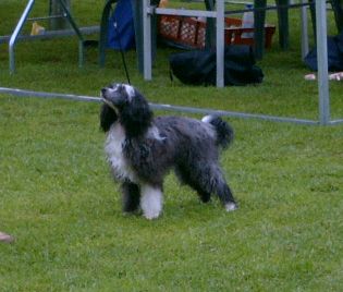 Kaunisvirran Ansa Alli