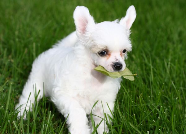 Chineseblue's On My Mind