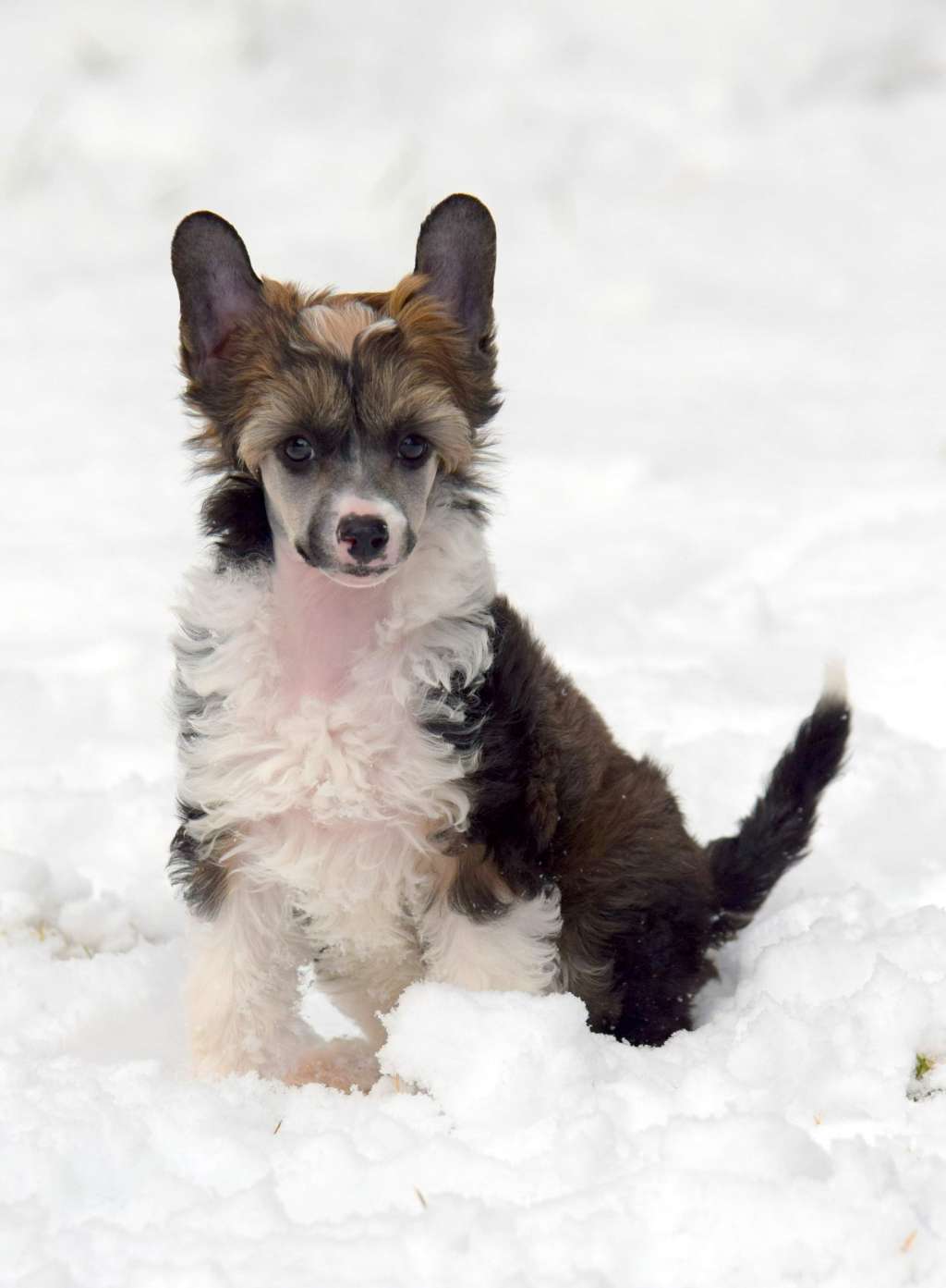 Artic Flyer's Gimme More