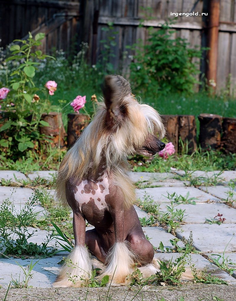 Irgen Gold Chezarinna Chianti