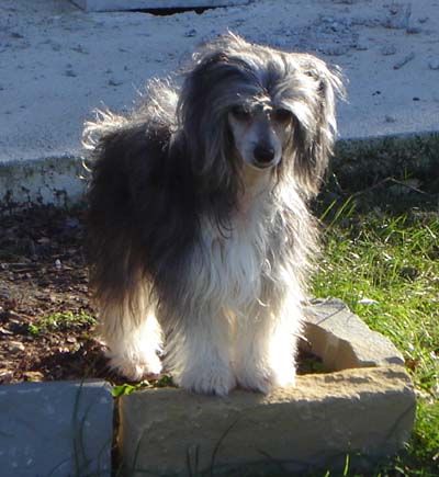 Quincy Powder Od Chlpiku