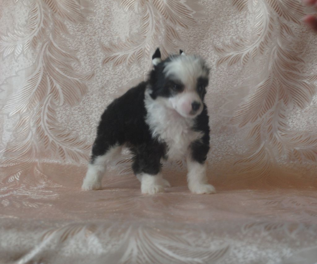 Ocean of Love Dom Risorto