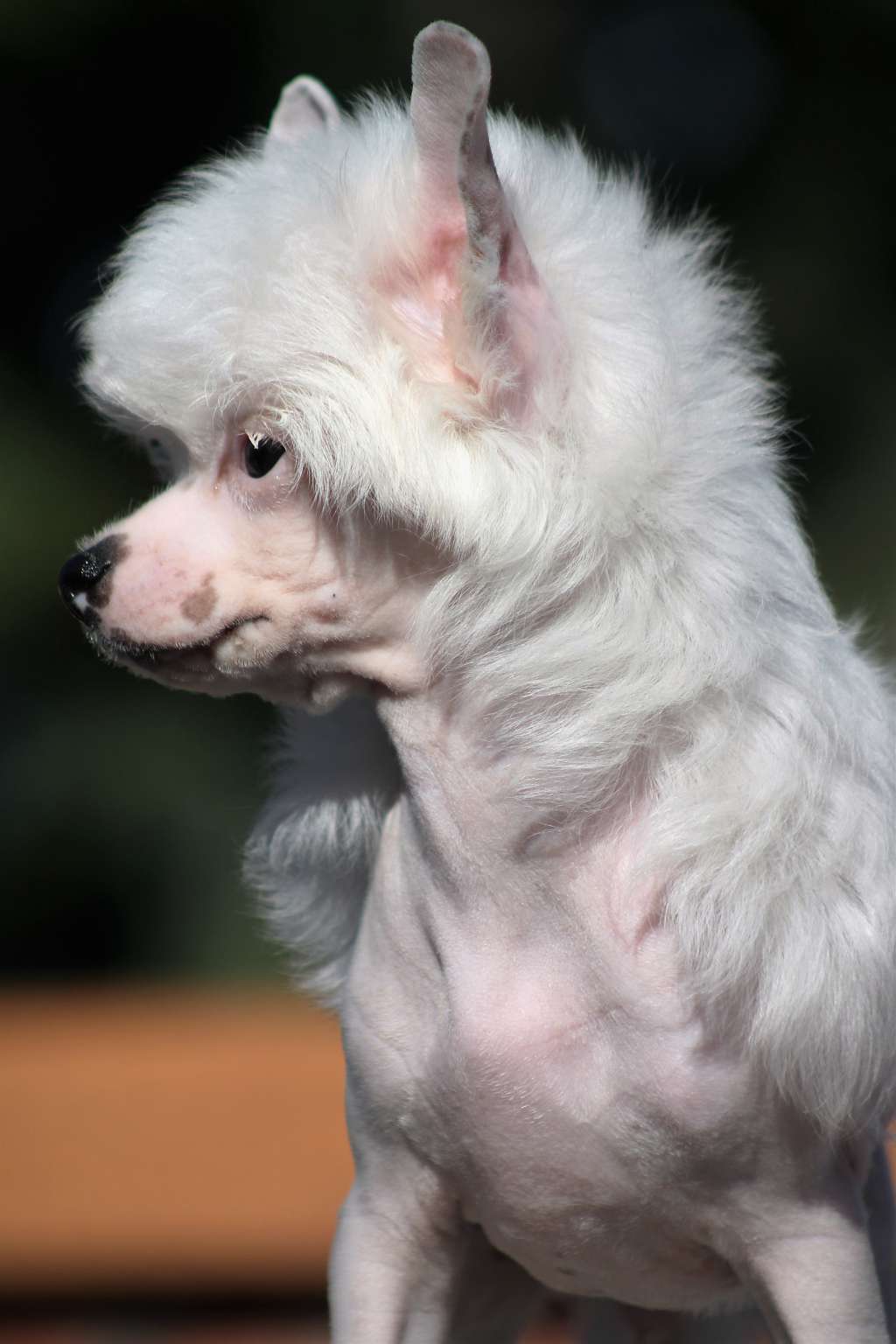 Magnus Staff Off-Shore